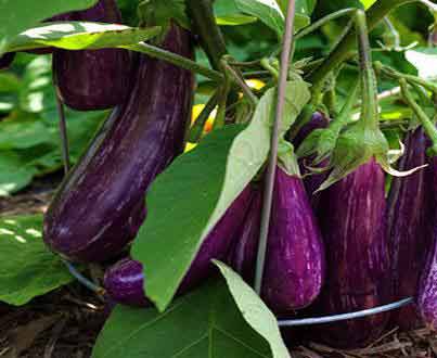 ways to eliminate the bitterness of eggplant