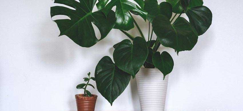 8 گیاه مناسب برای آپارتمان و نور کم