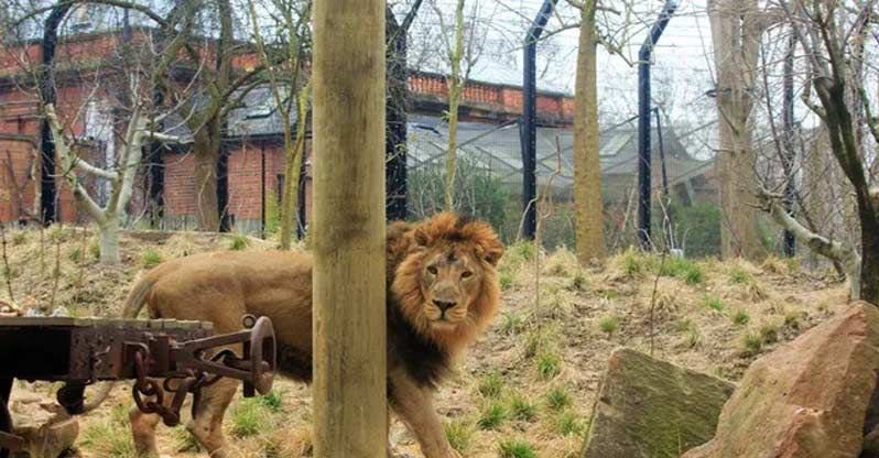 خیلی افراد از صدای غران یک شیر در باغ وحش می‌ترسند